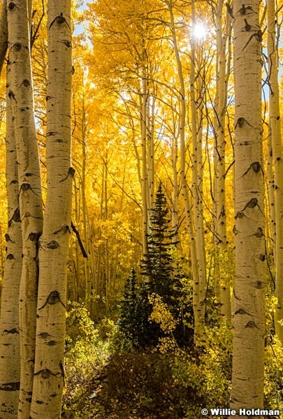 Standing Lone Pine 100923 0173 2