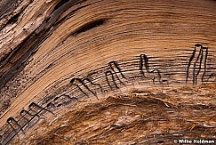 Tree Bark Closeup 032613 1062