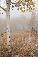 Foginaspens101010 4460