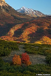 Timp Autumn 100417 8929