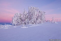 Frostytrees122410 77