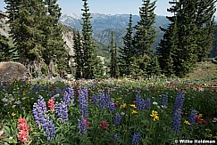 Alpine Wildflowers Timpanogos 072724 0226