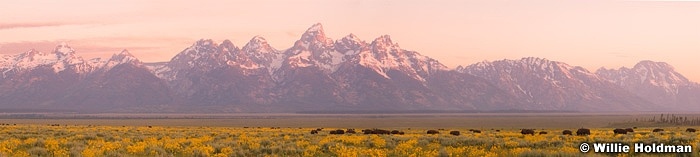 tetonbuffaloroampan