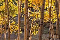 Golden Aspens 091915 7349