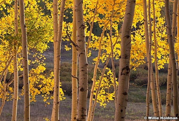 Golden Aspens 091915 7349