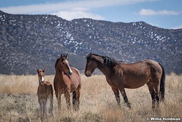 Wild Horses Colt 040320 0787 2