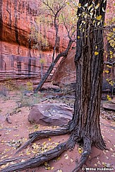 Cottonwood Tree Roots 110616 1748 5