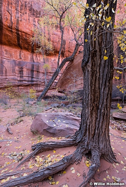 Cottonwood Tree Roots 110616 1748 5