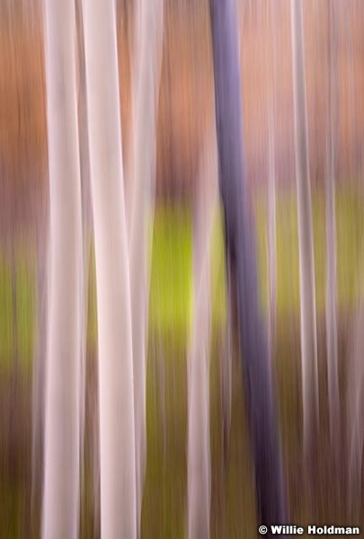 Aspen Abstract 051815 0790