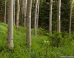 Aspen Forest Whiteflower 061520