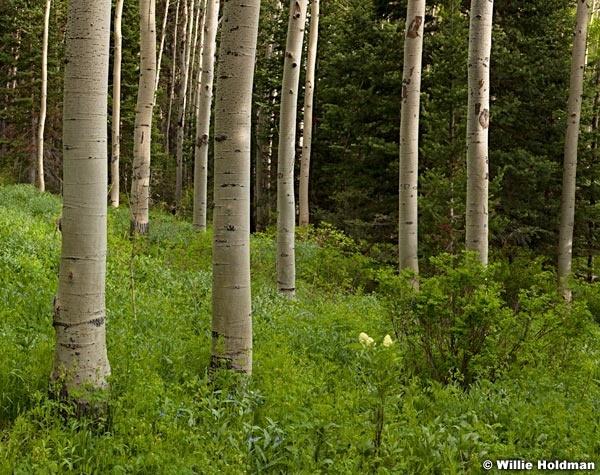 Aspen Forest Whiteflower 061520