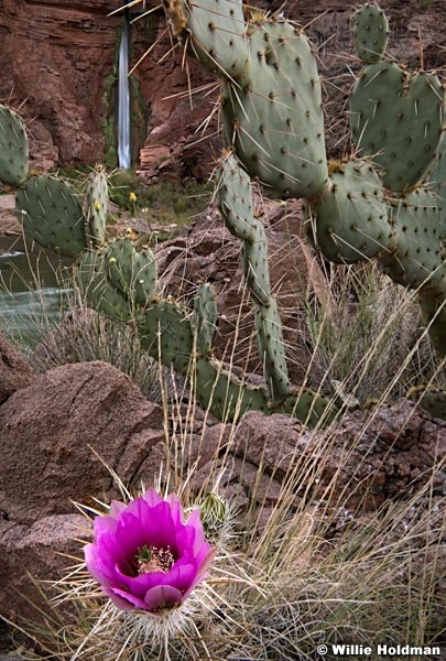 Hedgehog Deer Creek Grand working042318 6181 6182