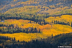 Orange Yellow Green Aspens 100123 6928 3