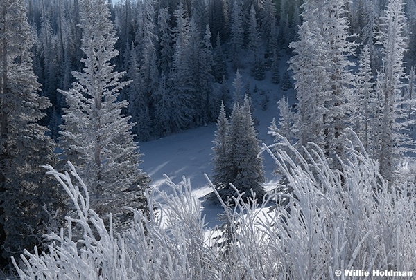 Frosty Trees Lake Creek 100125 7450 2