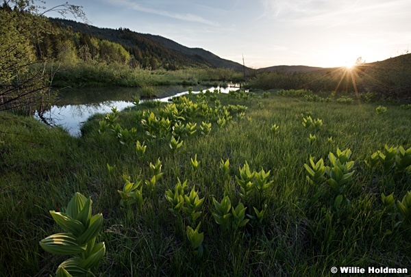 Skunk Cabbage Sunset 060217 2