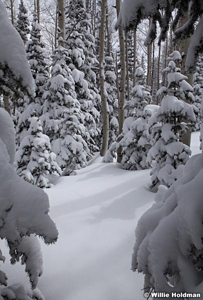 Aspens powder Snow 040913 7594