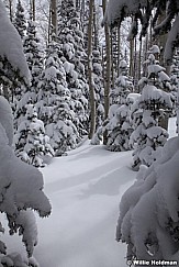Aspens powder Snow 040913 7594