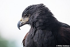 Harris s Hawk083121 2342