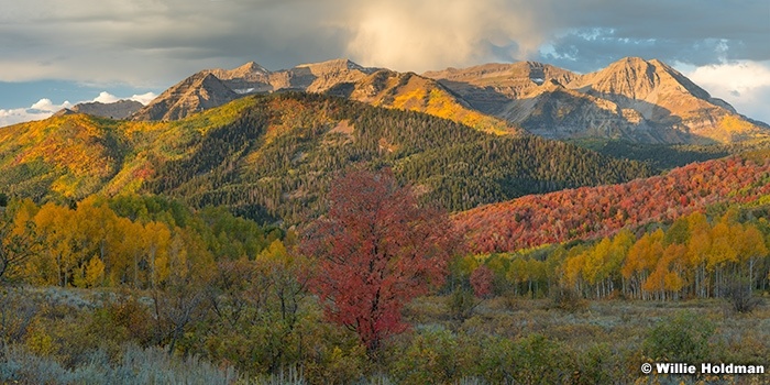 Autumn Timp Ablaze 092924 0879 30x60