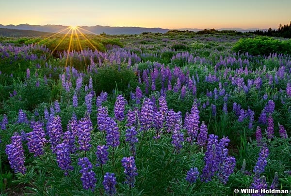 Lupinebacklitsunset072410