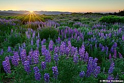 Lupinebacklitsunset072410