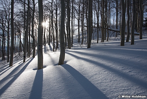 Aspen Shadows 012116 0447