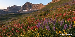 Timpanogos Sunrise Wildflowers 080216 7321 2PAN