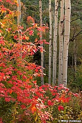 Redmapleaspens092211 200