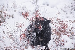 Black Bear Winter Berries 100118 6705