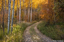 Autumn Golden Aspen Road 101017 1083 3