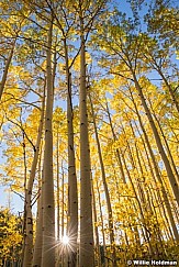 Heavenly Golden Aspens 091818 3