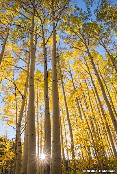 Heavenly Golden Aspens 091818 3