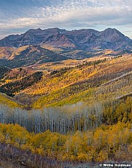 Yellow Aspen Hillside Timp vert 100920 5598