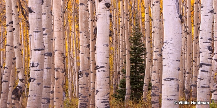 Golden Aspens Pine 20x40 100714 2