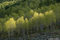 Spring Green Aspens Layers 052918 7723