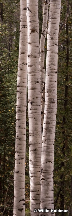 4 Aspen Trunks 092814
