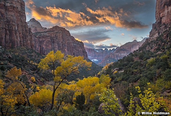 Zion Sunset Yellow CottonwoodsF 111322 7958 working