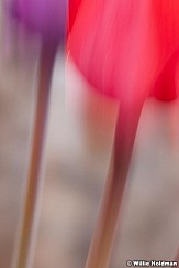abstractflowers051911 14