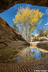 Cottonwood Tree Reflection Waterhole 103024 6289