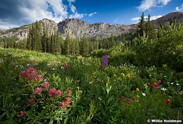 Albion Wildflowers 072412 50