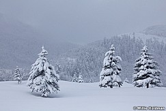 Pines Snow Cover 041112 119
