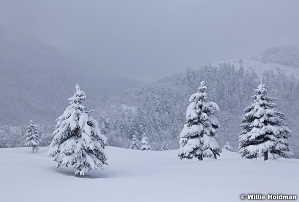 Pines Snow Cover 041112 119