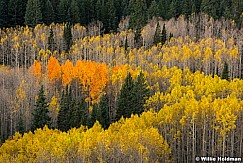 Aspen Colors 100515 4856 3