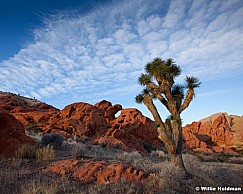 Joshua Tree Arch 011413 228