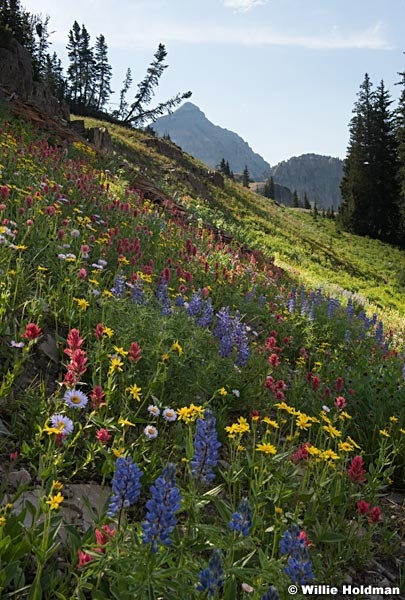 Timpanogos Wildflowers080116 6367 6369