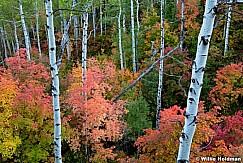 Maple Aspens Maple 092611 138