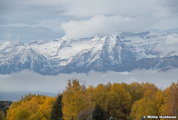 Timpanogos Yellow Cottonwoods 102421 8872