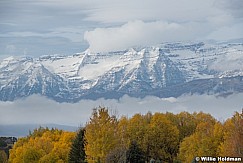 Timpanogos Yellow Cottonwoods 102421 8872