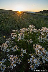 White Daisy Flower Sunburst 081223 3827