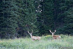 deer080707 845